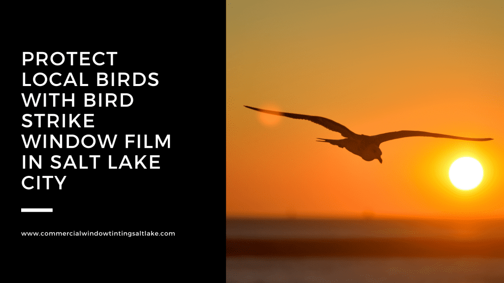 bird strike prevention window film salt lake city